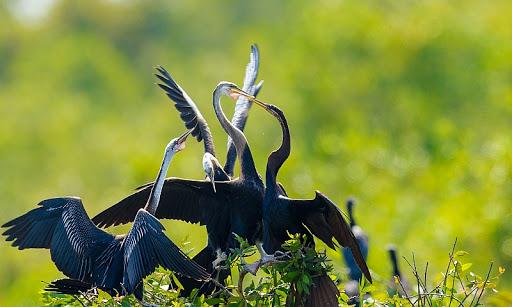 Kinh nghiệm du lịch Cà Mau tất tần tật